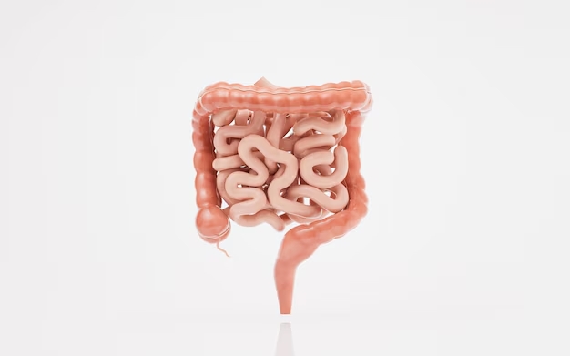 Imagem ilustrativa do trato gastrointestinal.