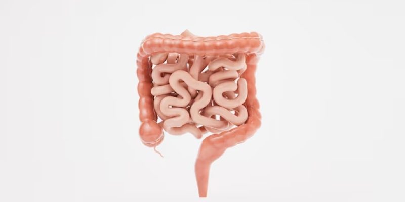 Imagem ilustrativa do trato gastrointestinal. Imagem ilustrativa do trato gastrointestinal.